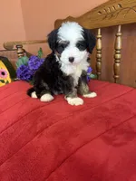 Boz, a male Miniature Bernedoodle for sale in Seneca, KS – 8 of 10