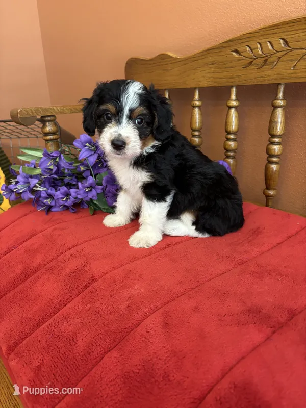 Sammy, a male Miniature Aussiedoodle for sale in Seneca, KS – 1 of 10