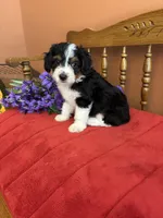 Sammy, a male Miniature Aussiedoodle for sale in Seneca, KS – 1 of 10