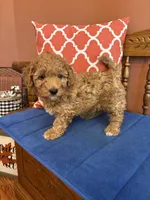 Ava, a female Miniature Goldendoodle for sale in Seneca, KS – 6 of 10
