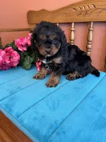 Toby, a male Cavapoo for sale in Seneca, KS – 7 of 8