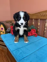 Mia, a female Miniature Bernedoodle for sale in Seneca, KS – 2 of 10