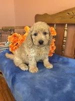 Jax, a male Miniature Goldendoodle for sale in Seneca, KS – 5 of 10