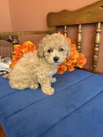 Bailey, a female Maltipoo for sale in Seneca, KS – 7 of 9