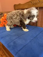 Simba, a male Miniature Aussiedoodle for sale in Seneca, KS – 10 of 10