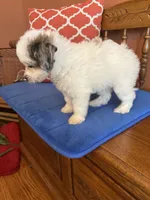 Penny, a female Miniature Aussiedoodle for sale in Seneca, KS – 8 of 8