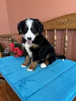 Mia, a female Miniature Bernedoodle for sale in Seneca, KS – 8 of 10