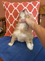 Lucy, a female Miniature Goldendoodle for sale in Seneca, KS – 5 of 9
