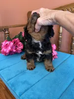 Toby, a male Cavapoo for sale in Seneca, KS – 3 of 8