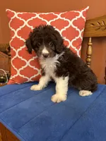 Ruby, a female Miniature Aussiedoodle for sale in Seneca, KS – 3 of 10