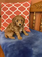 Tippy, a male Cavapoo for sale in Seneca, KS – 9 of 9