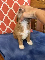 Luna, a female Miniature Goldendoodle for sale in Seneca, KS – 3 of 5