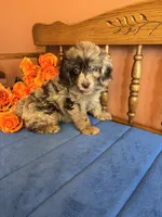 Annabelle, a female Miniature Aussiedoodle for sale in Seneca, KS – 7 of 8