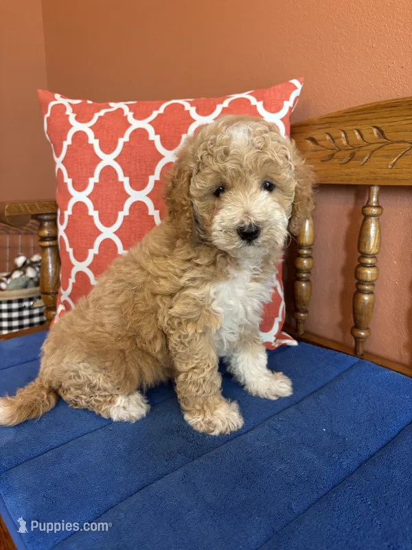 Lucy – Miniature Goldendoodle puppy for sale in Seneca, KS