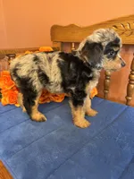 Darla, a female Miniature Aussiedoodle for sale in Seneca, KS – 3 of 9
