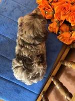 Annabelle, a female Miniature Aussiedoodle for sale in Seneca, KS – 8 of 8