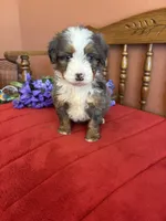 Dakota, a female Miniature Bernedoodle for sale in Seneca, KS – 5 of 9