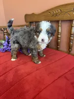 Dakota, a female Miniature Bernedoodle for sale in Seneca, KS – 4 of 9