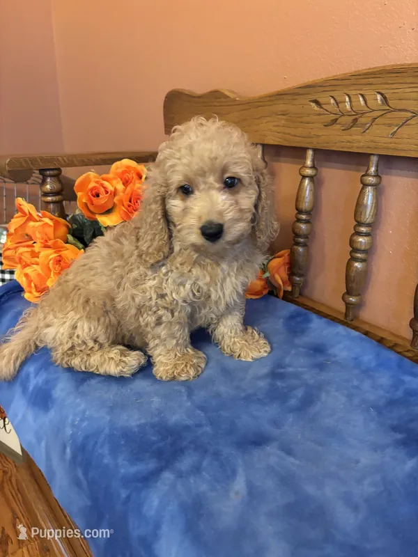 Jax – Miniature Goldendoodle puppy for sale in Seneca, KS