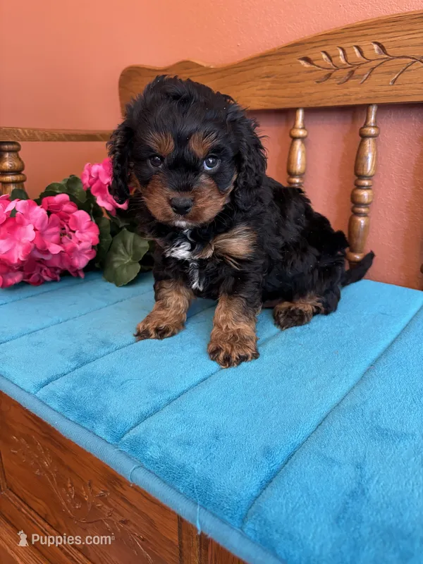 Toby – Cavapoo puppy for sale in Seneca, KS