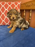 Boz, a male Miniature Aussiedoodle for sale in Seneca, KS – 3 of 9