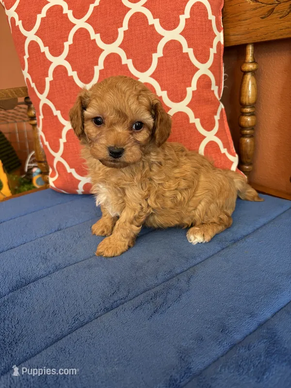 Max – Cavapoo puppy for sale in Seneca, KS
