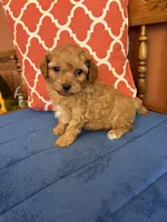 Max, a male Cavapoo for sale in Seneca, KS – 6 of 8