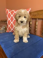 Lucy, a female Miniature Goldendoodle for sale in Seneca, KS – 6 of 10