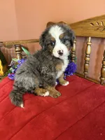 Winston, a male Miniature Bernedoodle for sale in Seneca, KS – 6 of 10