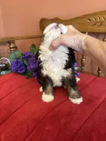 Boz, a male Miniature Bernedoodle for sale in Seneca, KS – 4 of 10