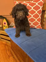 Rocky, a male Miniature Aussiedoodle for sale in Seneca, KS – 7 of 9