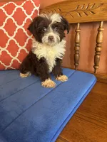 Sophie, a female Aussiedoodle for sale in Seneca, KS – 3 of 6