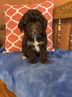 Bennie, a male Miniature Aussiedoodle for sale in Seneca, KS – 2 of 10