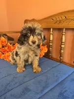 Annabelle, a female Miniature Aussiedoodle for sale in Seneca, KS – 5 of 8