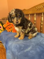 Gunner , a male Miniature Aussiedoodle for sale in Seneca, KS – 5 of 10