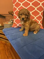 Ricky, a male Miniature Goldendoodle for sale in Seneca, KS – 2 of 9