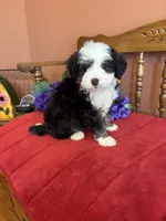 Boz, a male Miniature Bernedoodle for sale in Seneca, KS – 3 of 10