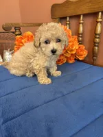 Bailey, a female Maltipoo for sale in Seneca, KS – 3 of 9
