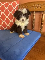Sophie, a female Aussiedoodle for sale in Seneca, KS – 4 of 6
