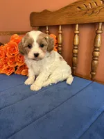 Sasha, a female Cavapoo for sale in Seneca, KS – 9 of 9