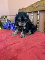 Phoebe, a female Cavapoo for sale in Seneca, KS – 5 of 10