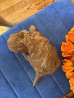 Lilly, a female Miniature Goldendoodle for sale in Seneca, KS – 8 of 8