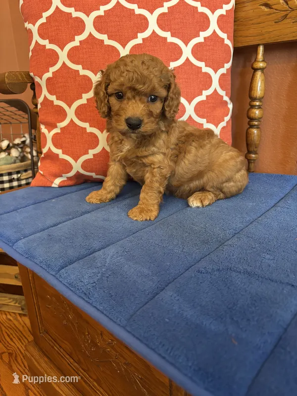Ricky – Miniature Goldendoodle puppy for sale in Seneca, KS