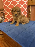 Ricky, a male Miniature Goldendoodle for sale in Seneca, KS – 1 of 9
