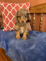 Tori, a female Miniature Aussiedoodle for sale in Seneca, KS – 2 of 10
