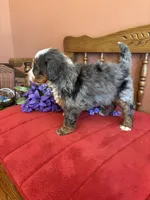 Dakota, a female Miniature Bernedoodle for sale in Seneca, KS – 6 of 9