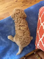 Alexis, a female Miniature Goldendoodle for sale in Seneca, KS – 9 of 10