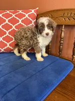 Cocoa, a female Miniature Aussiedoodle for sale in Seneca, KS – 6 of 10