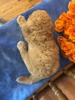 Jax, a male Miniature Goldendoodle for sale in Seneca, KS – 8 of 10