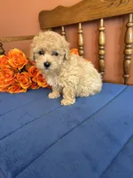 Bailey, a female Maltipoo for sale in Seneca, KS – 8 of 9